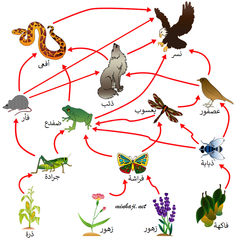 الشبكة الغذائية